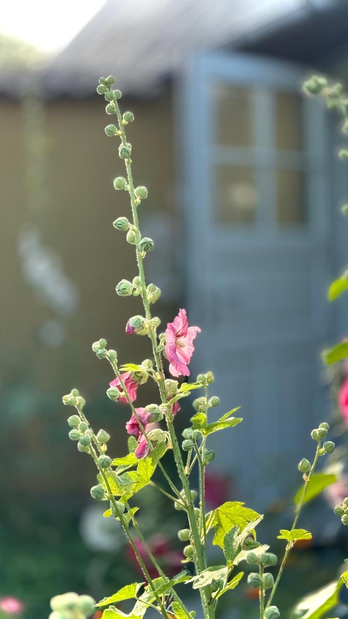 Dyrlev Bed & Breakfast Præstø Dış mekan fotoğraf